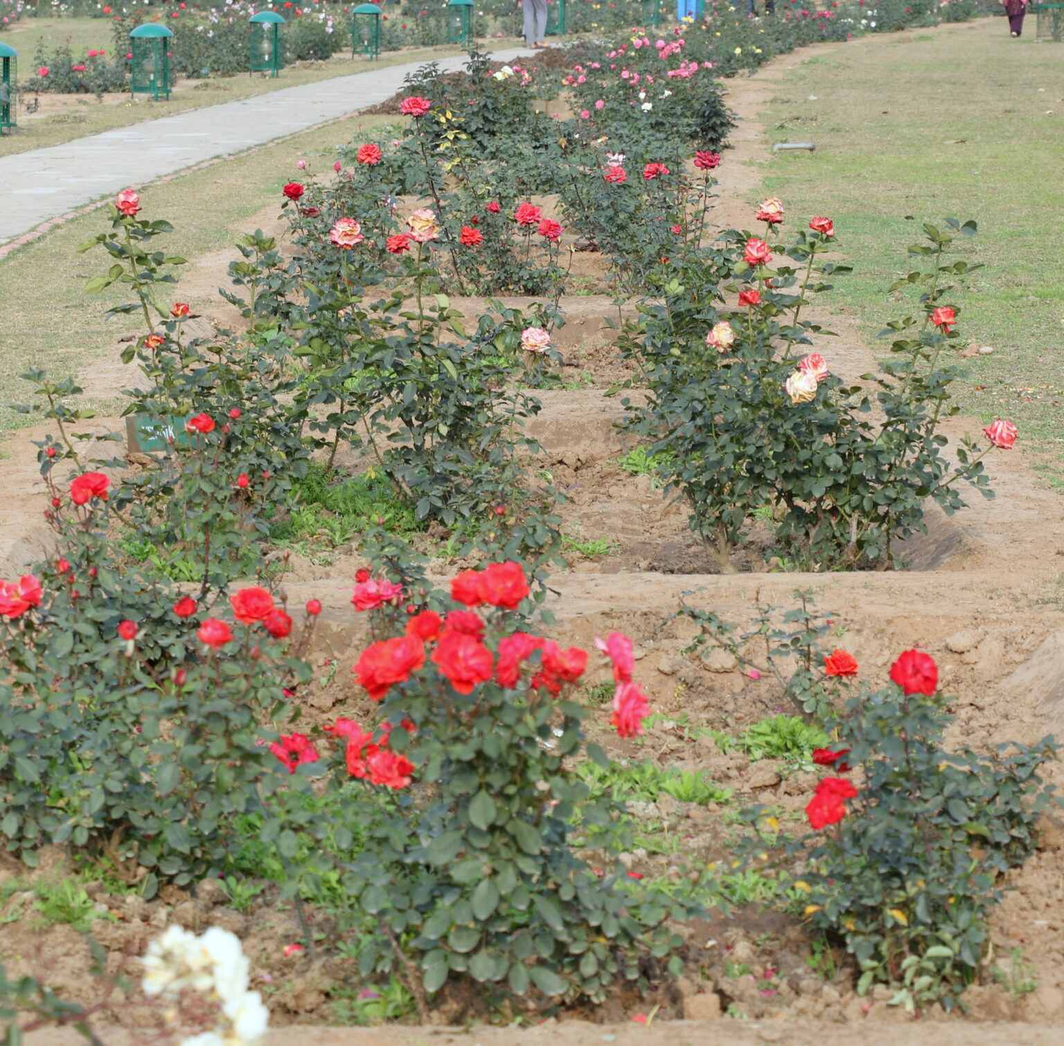 10th Rose Festival at PU