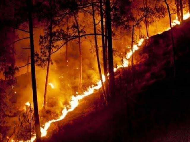 जंगलों की आग से बचने के उपाय छुपे हैं ग्रामीण परिवेश में - Demokratic Front