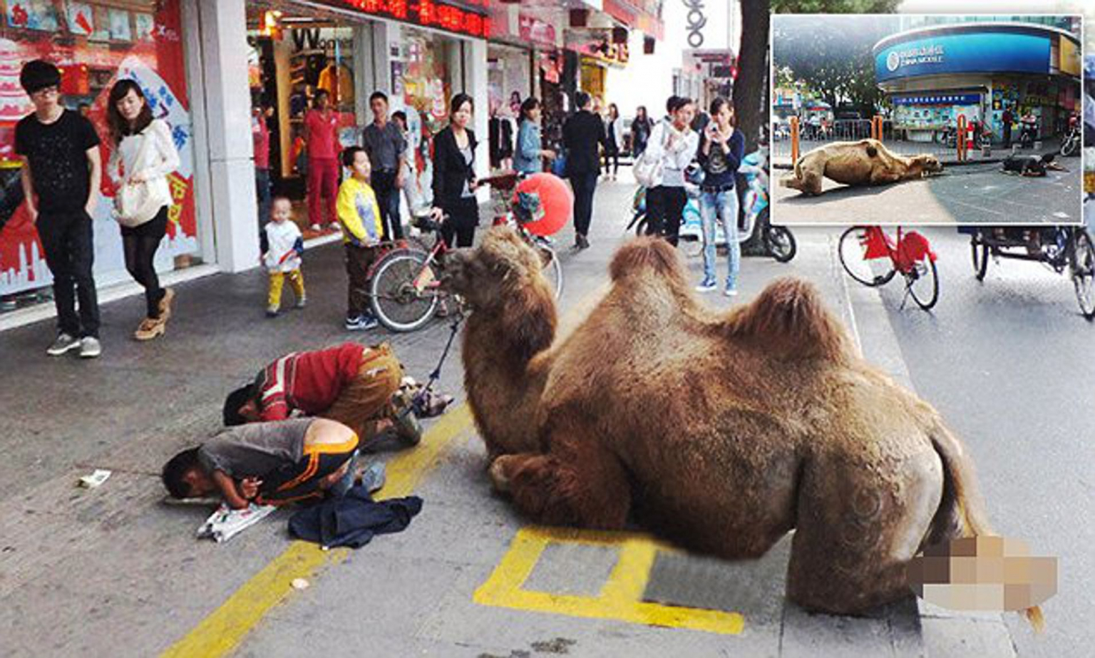 बकरीद पर कश्मीर में गोवंश और दूसरे जानवरों की कुर्बानी पर प्रशासनिक रोक