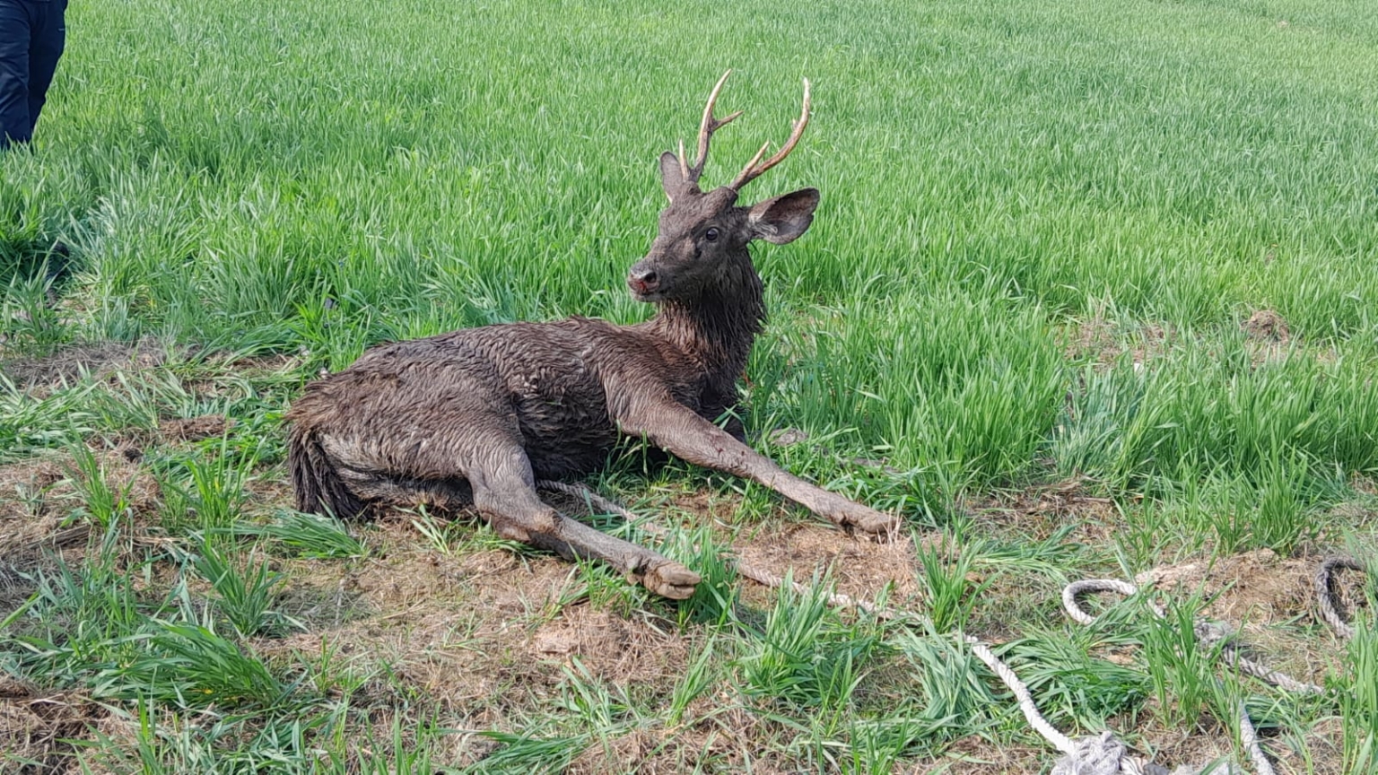 2 घंटे लगातार नाले में पड़ा तड़पता रहा बारहसिंघा