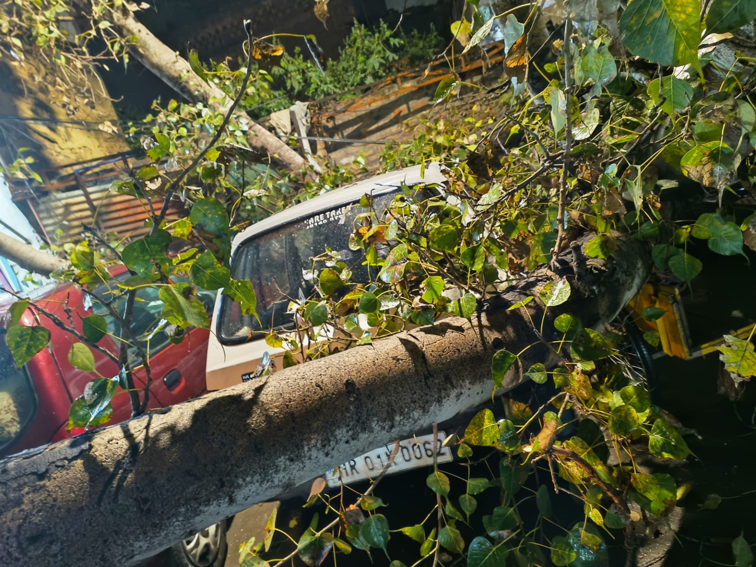 मनीमाजरा में गिरा पीपल का पेड़ कई वाहन क्षतिग्रस्त