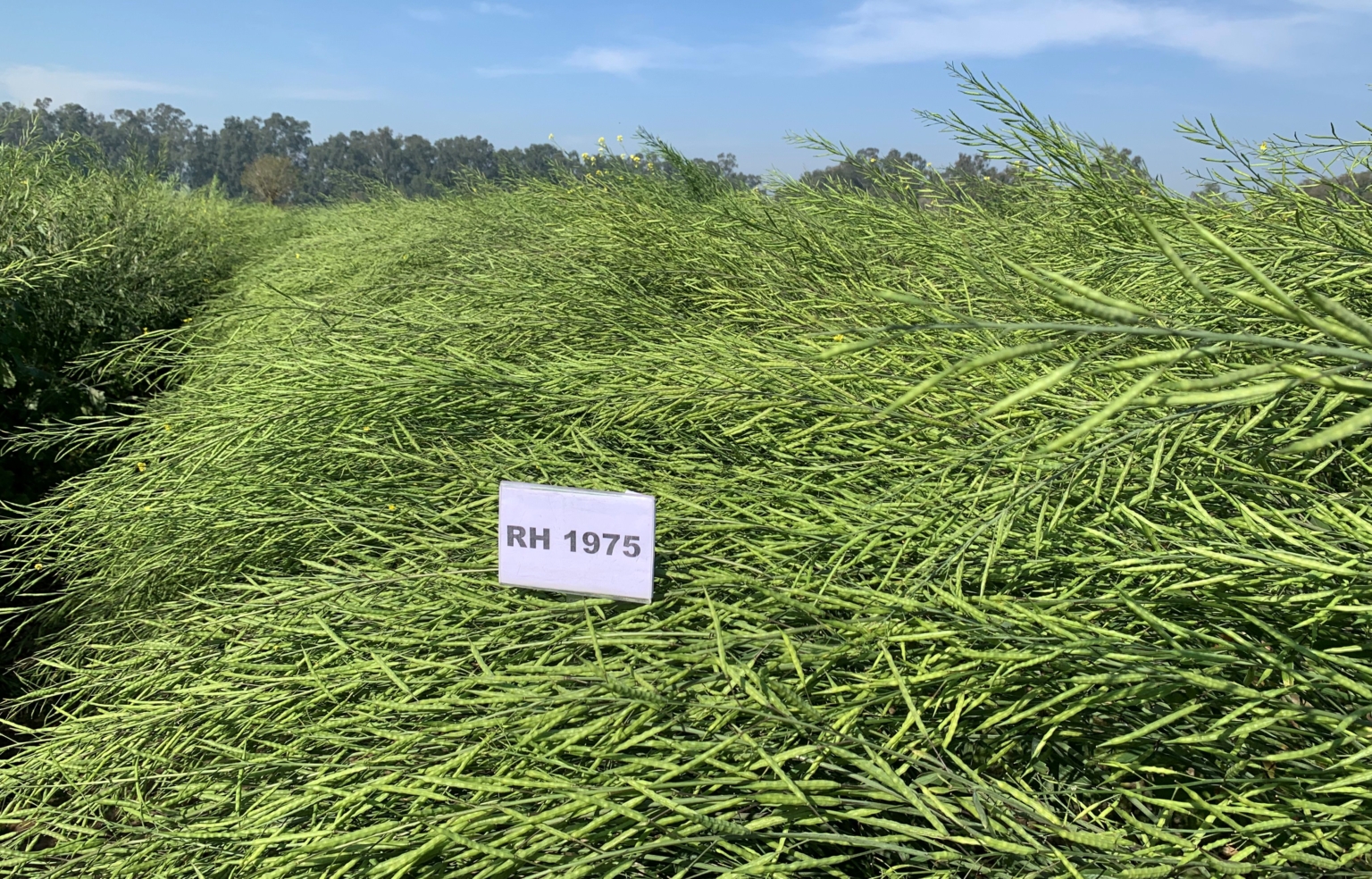 हकृवि ने सरसों की एक और नई किस्म आरएच 1975 विकसित की