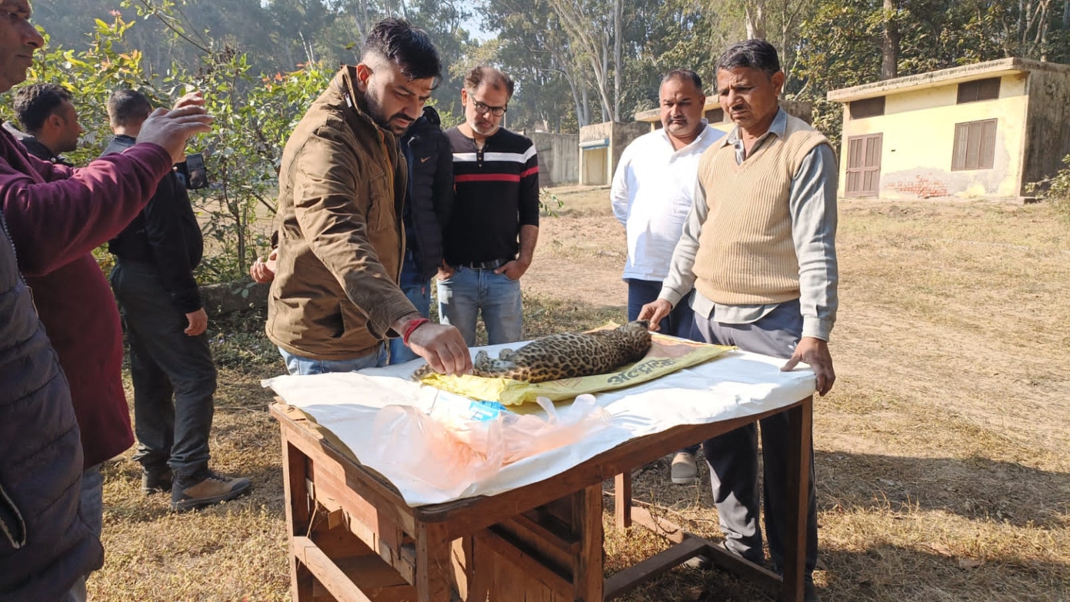 सड़क क्रास करते समय तेंदुए का शावक वाहन की चपेट में, मौत