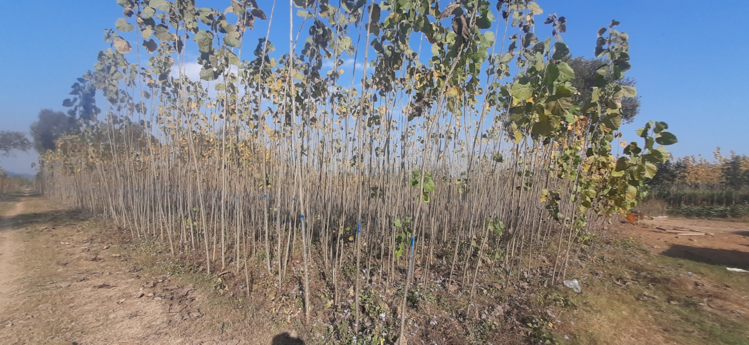 रेट ज्यादा होने के कारण वन विभाग की नर्सरियों में पोपूलर के पेड़ नहीं बिके