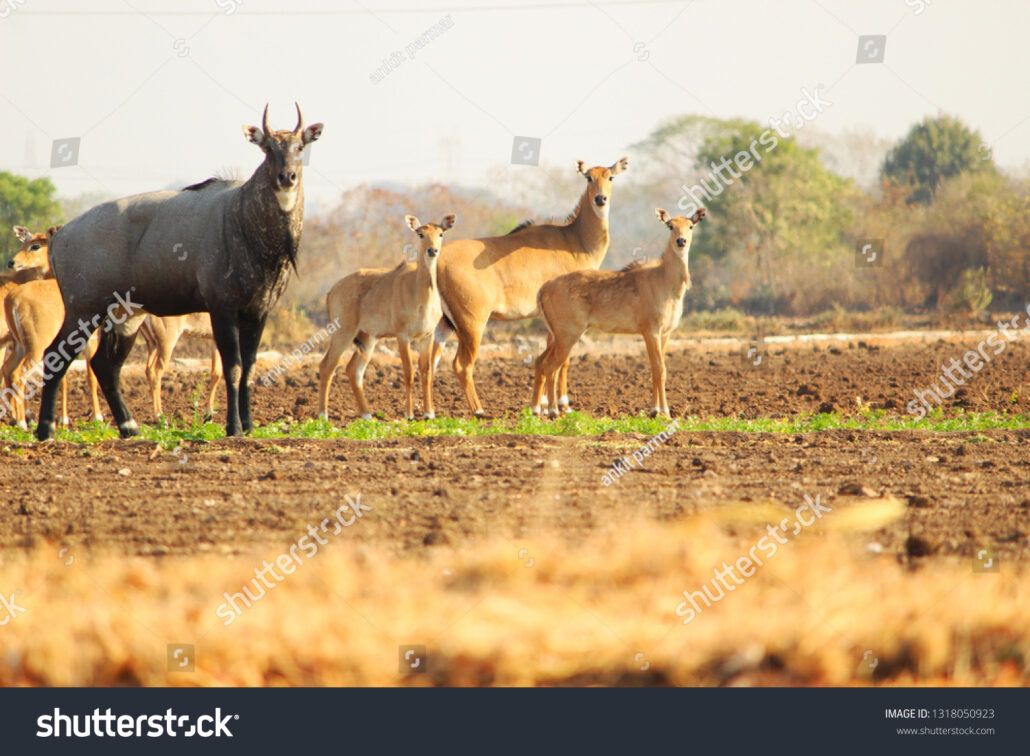 Nilgai