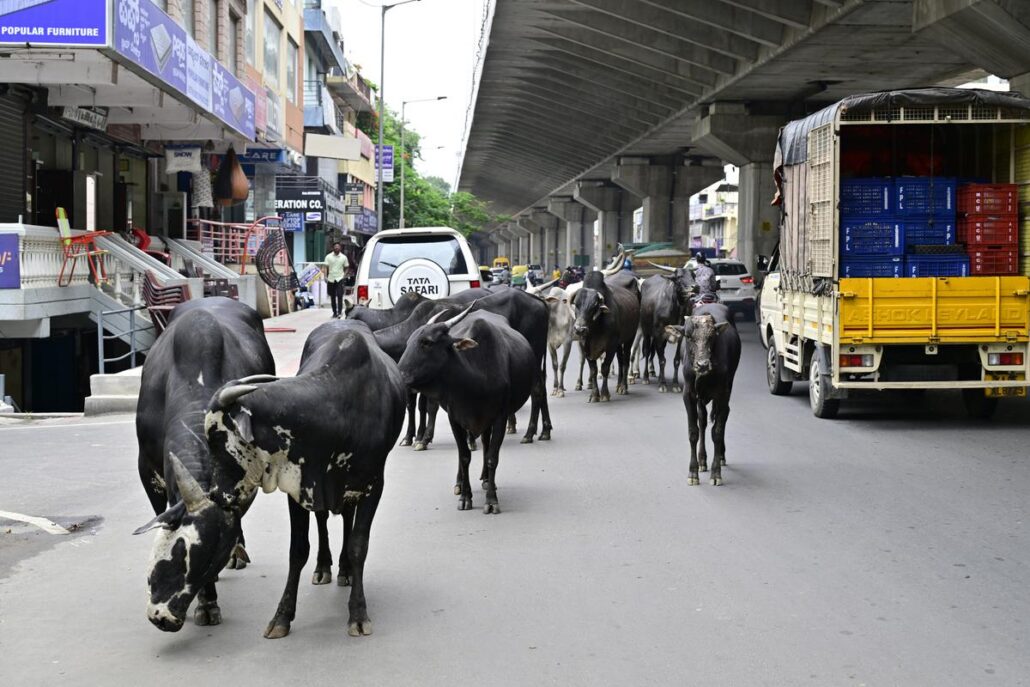 पूरी दुनिया में दूध पर सेस नहीं तो फिर हरियाणा में क्यों : अशोक बुवानीवाला cess on milk