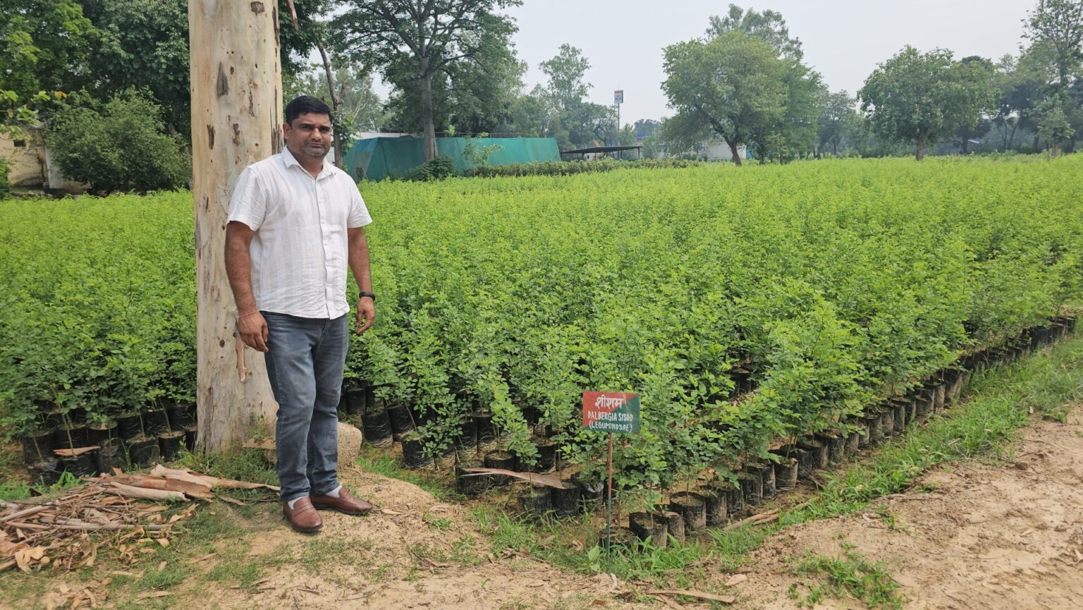 वन विभाग के छछरौली रेंज में इस वर्ष तैयार हो रहे चार लाख पौधे Four lakh saplings
